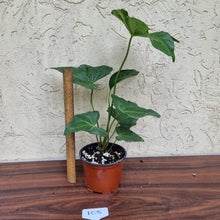 Load image into Gallery viewer, #105 Anthurium Macrolobium x