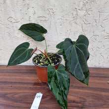 Load image into Gallery viewer, #49 Anthurium &#39;Dark Night&#39;