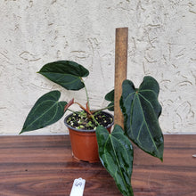 Load image into Gallery viewer, #49 Anthurium &#39;Dark Night&#39;