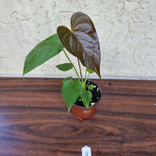 Load image into Gallery viewer, #8 Anthurium Moodeanum