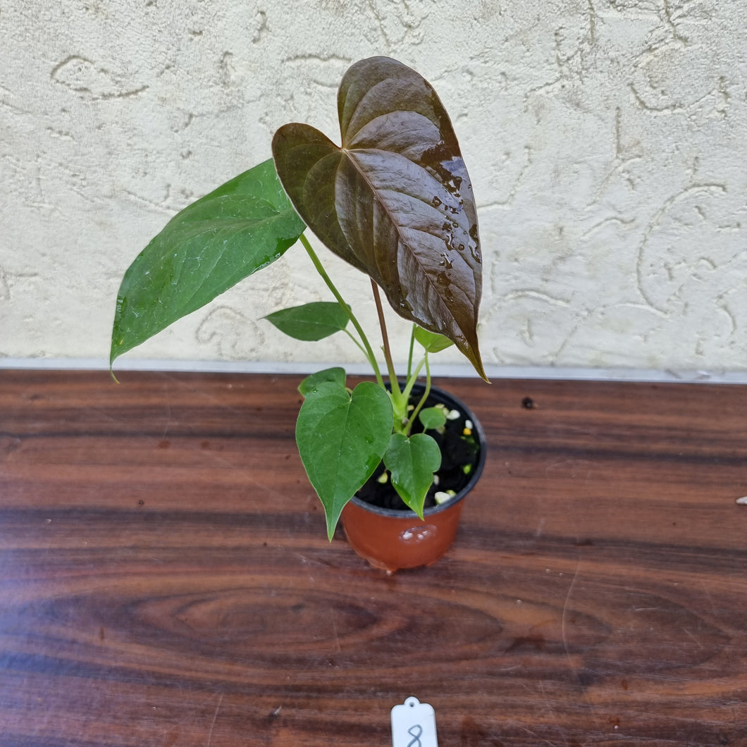 #8 Anthurium Moodeanum