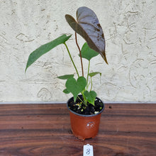 Load image into Gallery viewer, #8 Anthurium Moodeanum