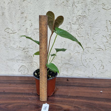 Load image into Gallery viewer, #8 Anthurium Moodeanum