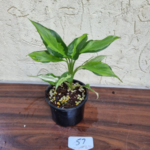 #57 Aglaonema Modestum Medio Pictum / Shingii