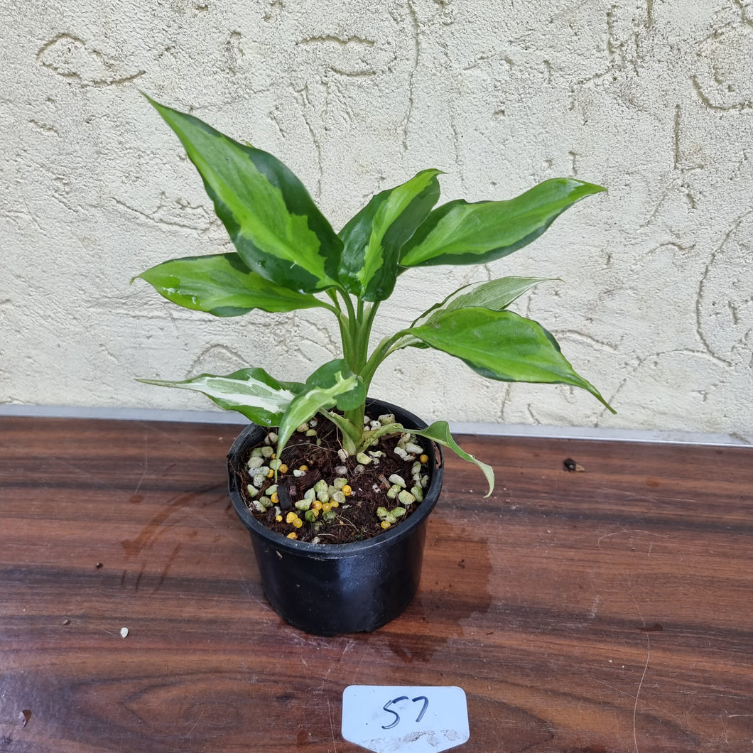 #57 Aglaonema Modestum Medio Pictum / Shingii