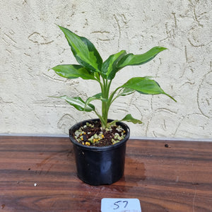 #57 Aglaonema Modestum Medio Pictum / Shingii
