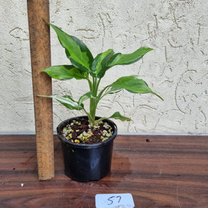 #57 Aglaonema Modestum Medio Pictum / Shingii