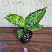 Load image into Gallery viewer, #51 Aglaonema Pictum Tricolor