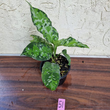 Load image into Gallery viewer, #51 Aglaonema Pictum Tricolor