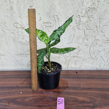 Load image into Gallery viewer, #51 Aglaonema Pictum Tricolor