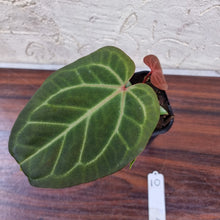 Load image into Gallery viewer, #10 Dark Anthurium Magnificum Hybrid x