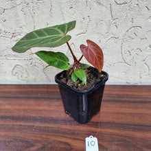 Load image into Gallery viewer, #10 Dark Anthurium Magnificum Hybrid x