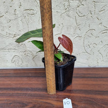 Load image into Gallery viewer, #10 Dark Anthurium Magnificum Hybrid x