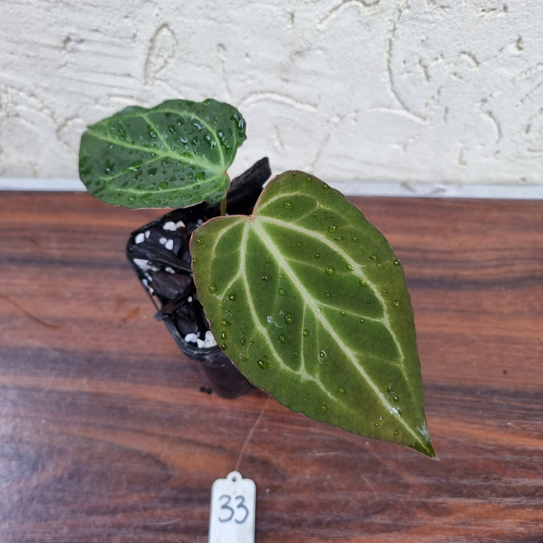 #33 Dark Anthurium Magnificum Hybrid x