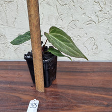 Load image into Gallery viewer, #33 Dark Anthurium Magnificum Hybrid x