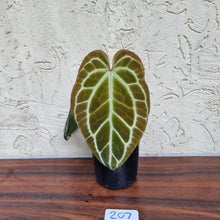 Load image into Gallery viewer, #207 Dark Anthurium Crystallinum x
