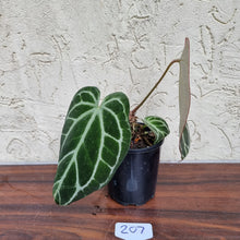 Load image into Gallery viewer, #207 Dark Anthurium Crystallinum x