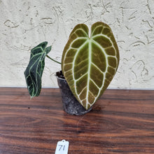 Load image into Gallery viewer, #71 Dark Anthurium Crystallinum x