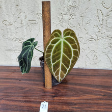 Load image into Gallery viewer, #71 Dark Anthurium Crystallinum x