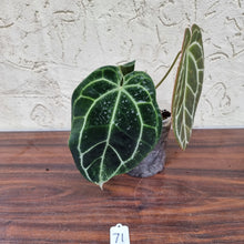 Load image into Gallery viewer, #71 Dark Anthurium Crystallinum x