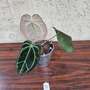 #71 Dark Anthurium Crystallinum x