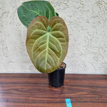 Load image into Gallery viewer, #109 Large Anthurium NOID