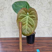Load image into Gallery viewer, #109 Large Anthurium NOID
