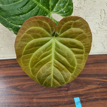 Load image into Gallery viewer, #109 Large Anthurium NOID
