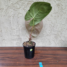Load image into Gallery viewer, #109 Large Anthurium NOID