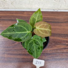 Load image into Gallery viewer, #211 Anthurium NOID - Multiple heads