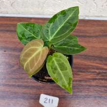 Load image into Gallery viewer, #211 Anthurium NOID - Multiple heads