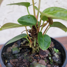Load image into Gallery viewer, #211 Anthurium NOID - Multiple heads