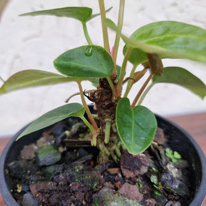 #211 Anthurium NOID - Multiple heads