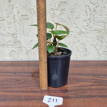 Load image into Gallery viewer, #211 Anthurium NOID - Multiple heads