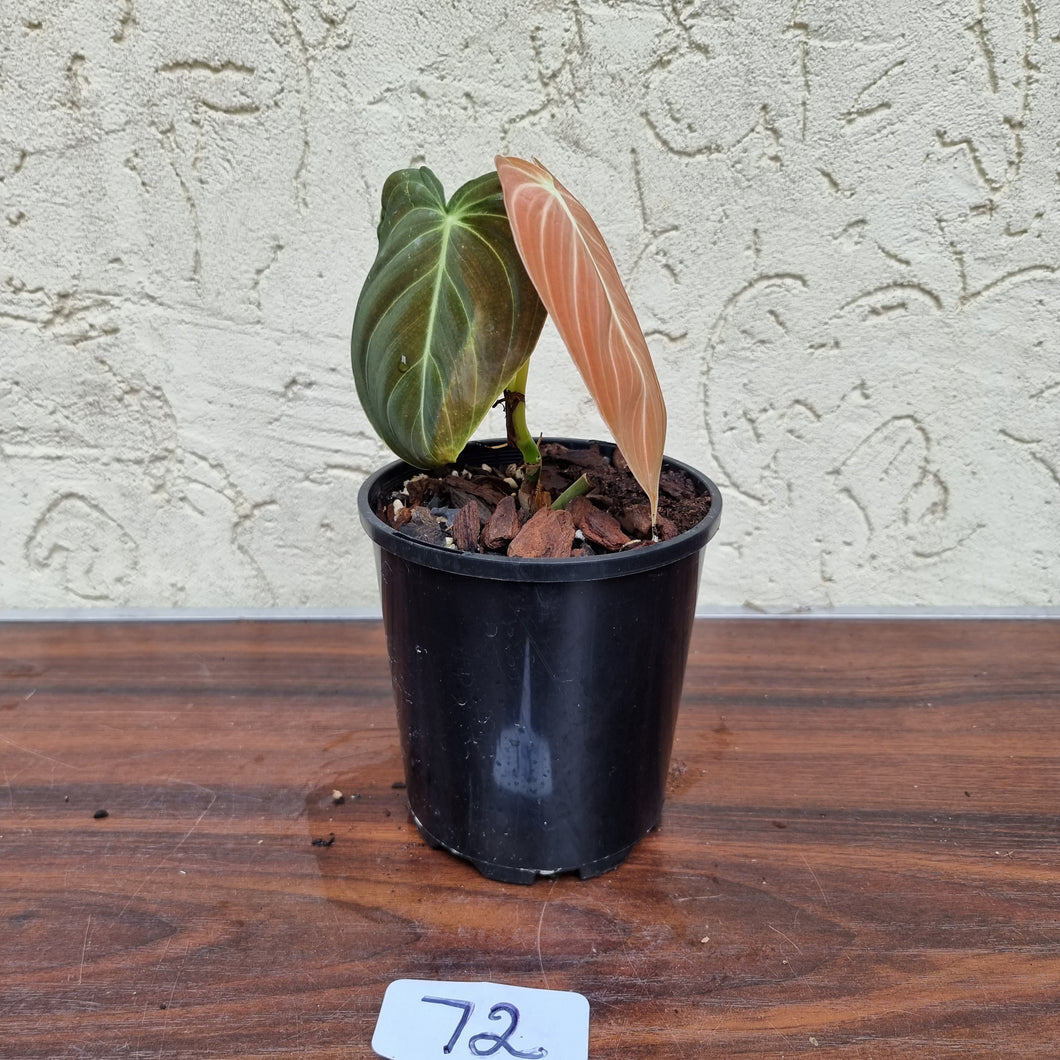 #72 Philodendron Melanochrysum - Rooted/Shot cutting