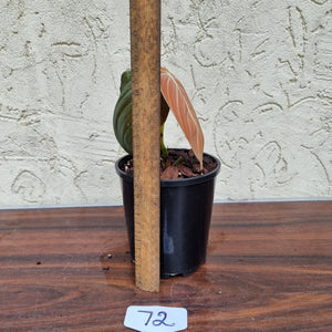 #72 Philodendron Melanochrysum - Rooted/Shot cutting