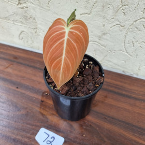 #72 Philodendron Melanochrysum - Rooted/Shot cutting