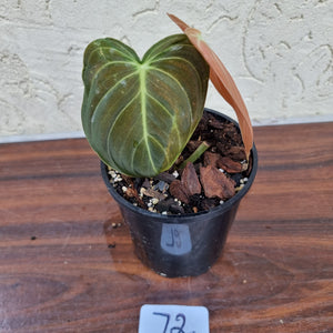 #72 Philodendron Melanochrysum - Rooted/Shot cutting