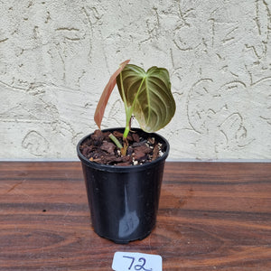 #72 Philodendron Melanochrysum - Rooted/Shot cutting