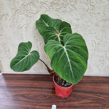 Load image into Gallery viewer, #32 Philodendron Gloriosum