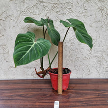 Load image into Gallery viewer, #32 Philodendron Gloriosum