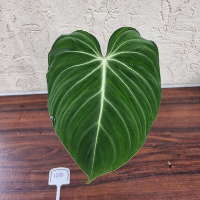 #100 Philodendron Gloriosum