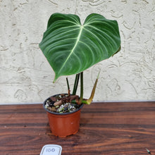 Load image into Gallery viewer, #100 Philodendron Gloriosum