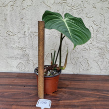 Load image into Gallery viewer, #100 Philodendron Gloriosum