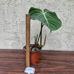 #100 Philodendron Gloriosum
