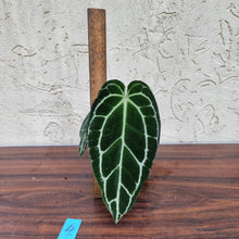 Load image into Gallery viewer, #4 Dark Anthurium Crystallinum x