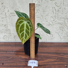 Load image into Gallery viewer, #103 Anthurium Magnificum Hybrid x