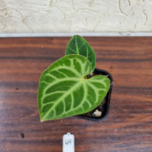 Load image into Gallery viewer, #49 Anthurium Magnificum - Pure