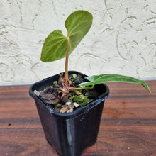 Load image into Gallery viewer, #49 Anthurium Magnificum - Pure