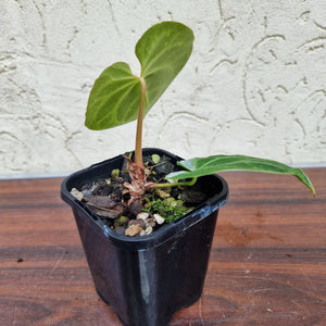 #49 Anthurium Magnificum - Pure